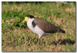 Australian Masked Lapwing