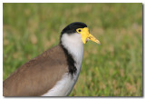 Australian Masked Lapwing