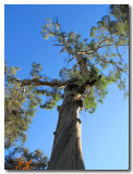 Eucalyptus gum