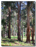 Native gums