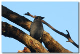 Pied Currawong