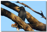 Pied Currawong