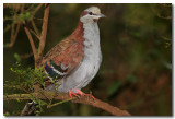 Brush Bronzewing