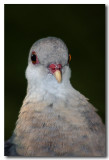 White - faced Pigeon