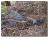 Lyrebird