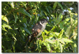 Butcher Bird
