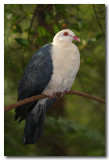 White - faced Pigeon