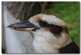 Kookaburra