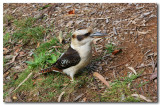 Kookaburra