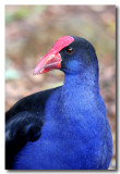 Purple Swamphen