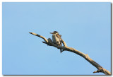 Butcher Bird