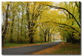 River St. Healesville