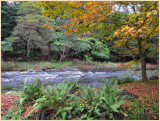 Yarra River Warburton