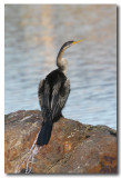 Australian Darter