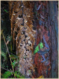 Frond and trunk