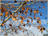 Ready to fall