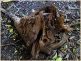 Old tree stump