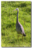 White Faced Heron