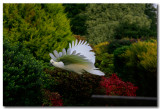 Sulphur Crested Cockatoo