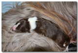 Thumper our new baby 4 days old.
