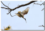 Australian White Ibis - Take off