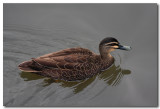 Pacific Black Duck - female
