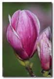 Magnolia