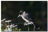 Grey Butcher Bird