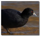 Eurasian Coot