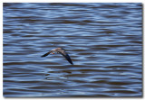 White -  faced heron