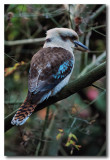 Kookaburra