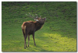Stag