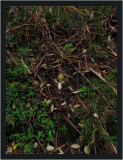 Tiny birds nest