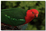 King Parrot male