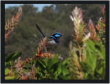 Superb Blue Wren in our garden