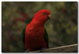 King Parrot - male