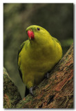 Regent Parrot