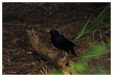 Satin Bower Bird - male