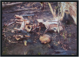 The pianist destroyed by the bushfire