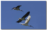 Straw - necked & White Ibis