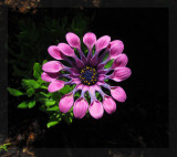 Osteospermum - Pink Wirls