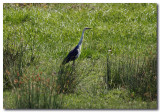 White-necked Heron.jpg