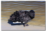 Black Swan