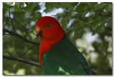 King Parrot - male close up