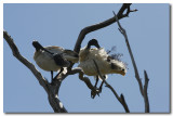 White Ibis - preening