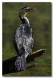 Little - pied Cormorant 