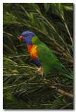 Rainbow Lorikeet