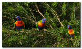 Rainbow Lorikeet