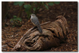 Rufous Whistler