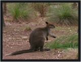 Swamp Wallaby